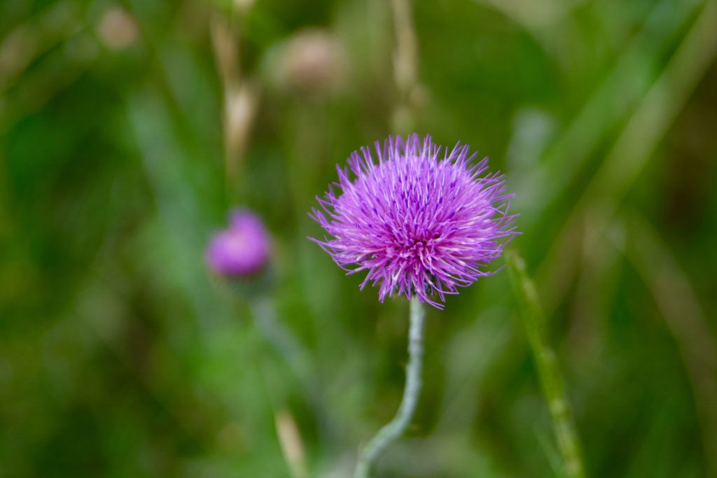 5 Summertime Photo Tips - The Queen in Between