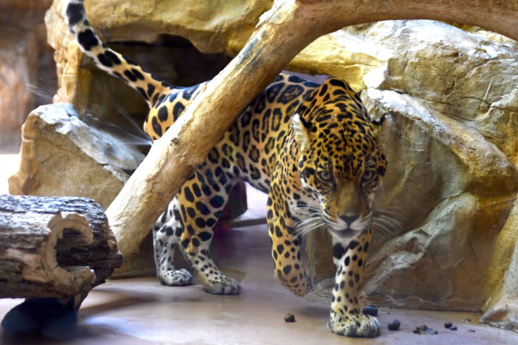 Omaha - Henry Doorly Zoo