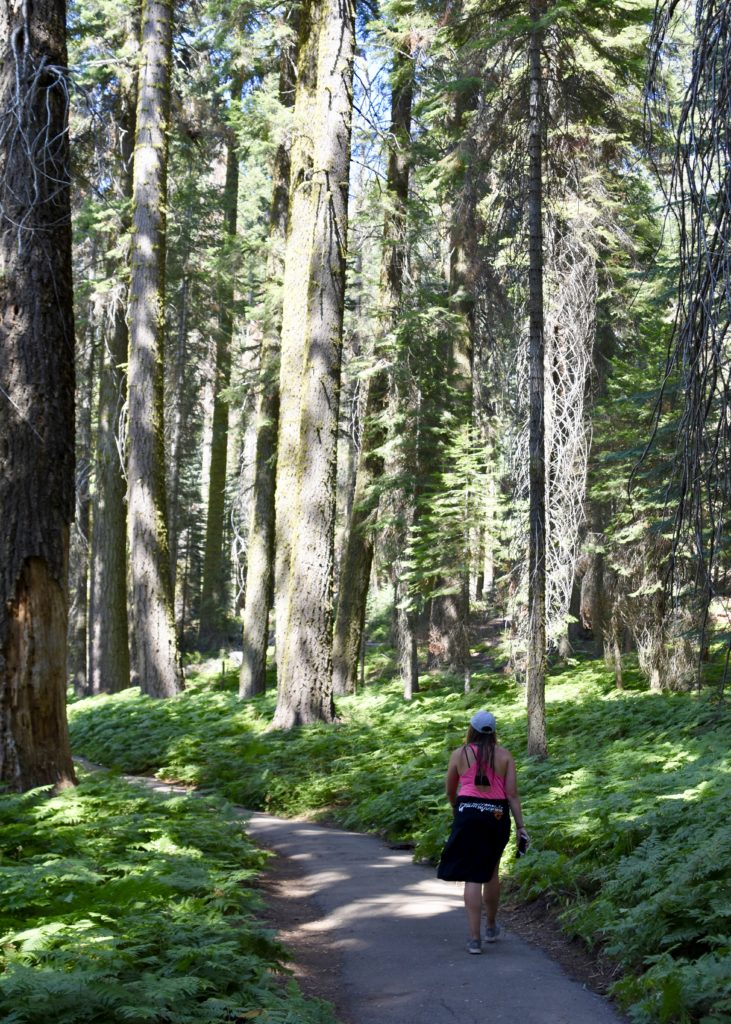 Sequoia National Forest #california #vacation