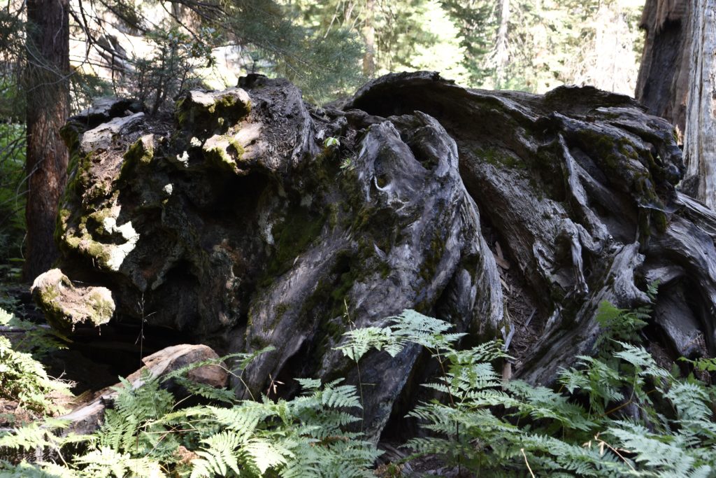 Sequoia National Forest #california #vacation