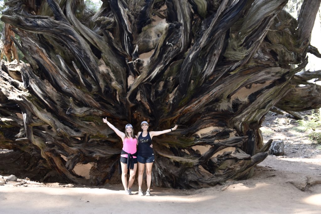 Sequoia National Forest #california #vacation