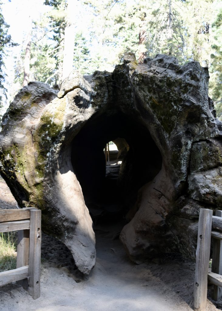 Sequoia National Forest #california #vacation