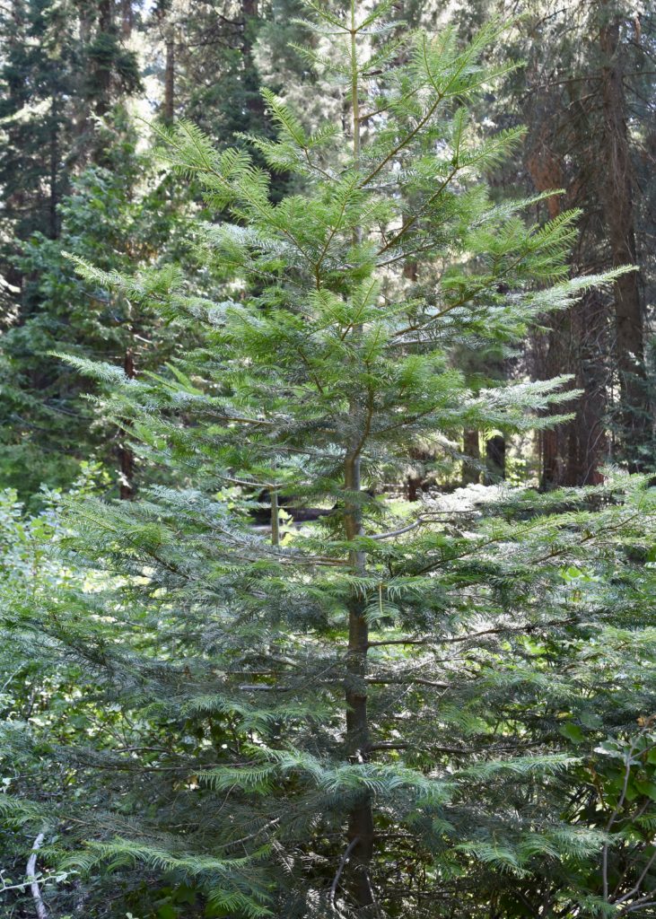 Sequoia National Forest #california #vacation