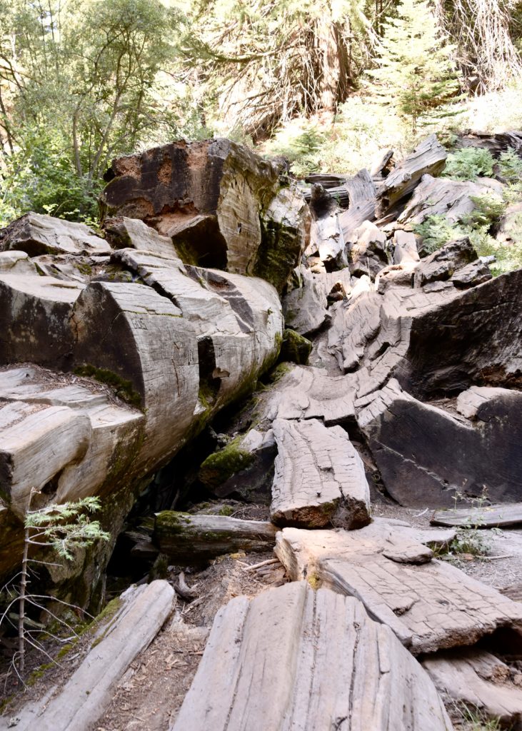 Sequoia National Forest #california #vacation