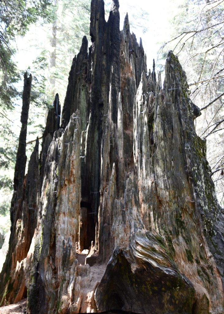 Sequoia National Forest #california #vacation