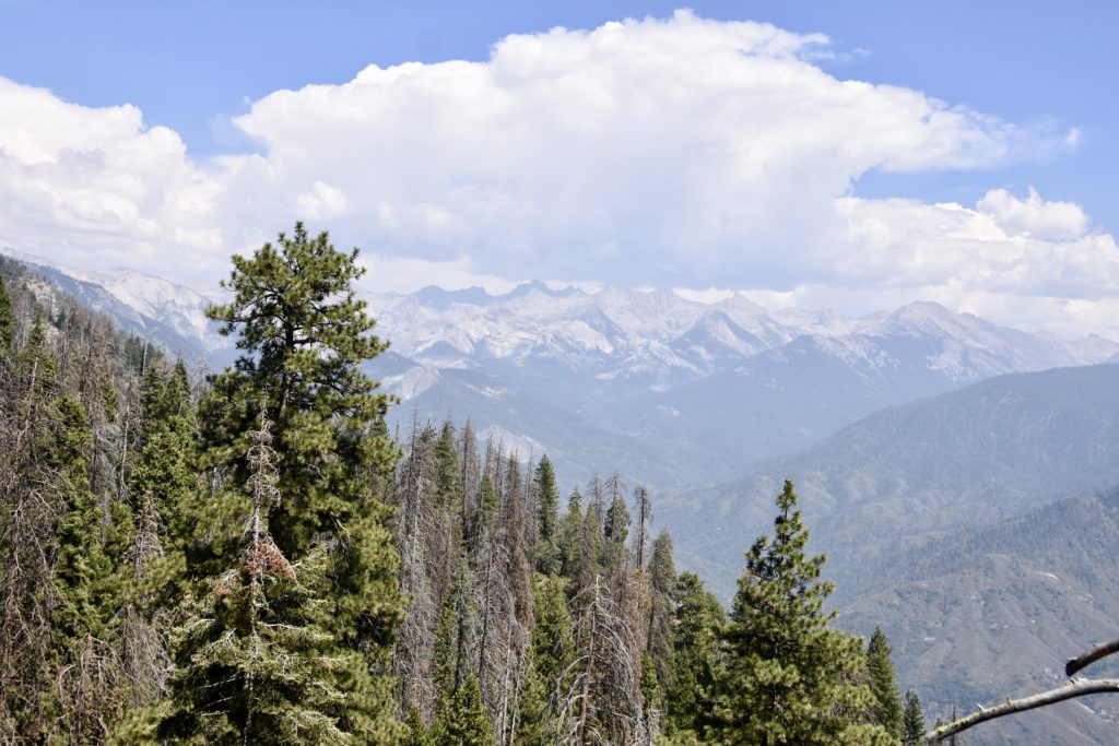 Sequoia National Forest #california #vacation