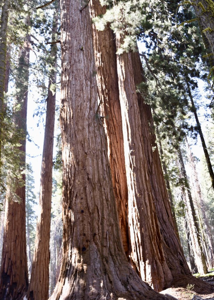 Sequoia National Forest #california #vacation