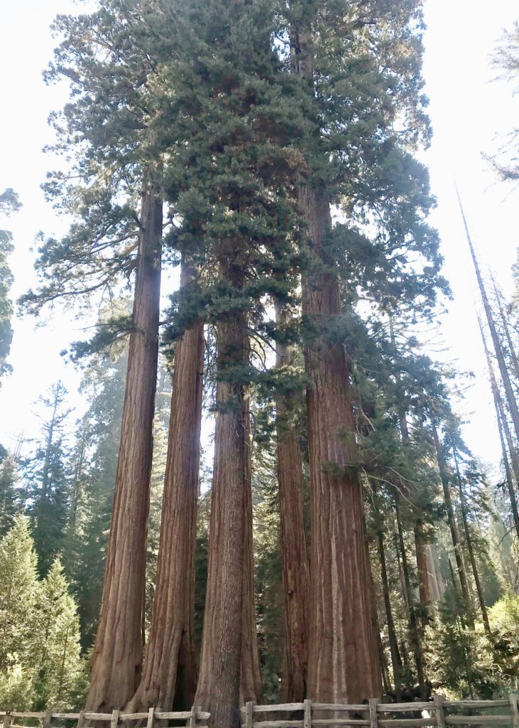 Sequoia National Forest #california #vacation