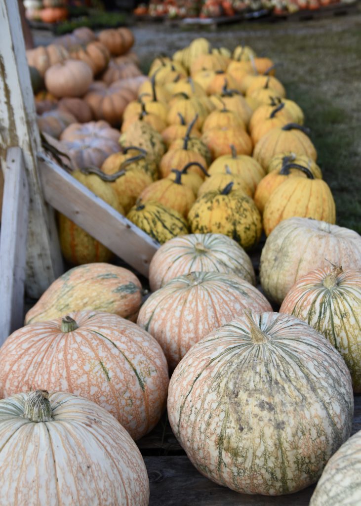 Fall Photos #fall #pumpkins