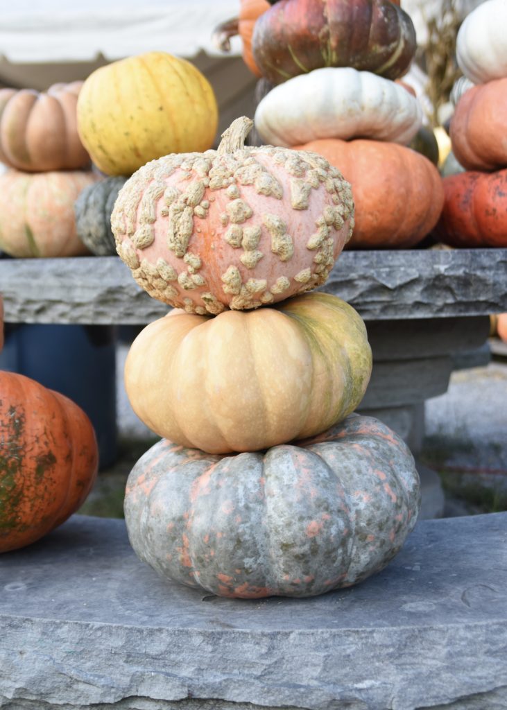 Fall Photos #fall #pumpkins