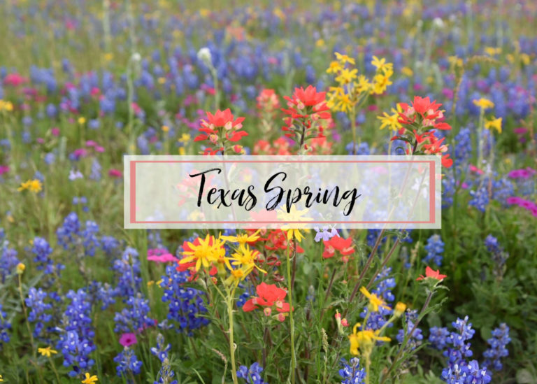 Texas Spring #wildflowers #Texas