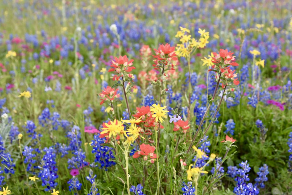 Texas Spring #texas #wildflowers