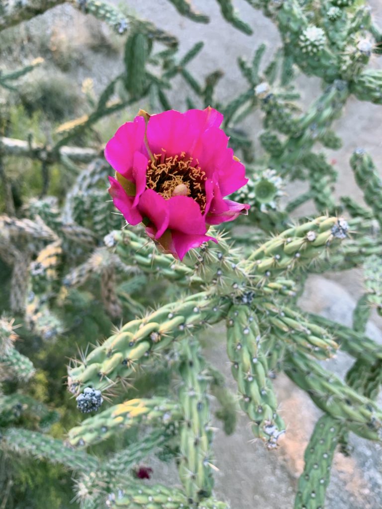 Albuquerque Roadtrip - Cibola National Forest