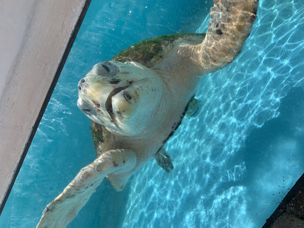 Loggerhead Marinelife Center