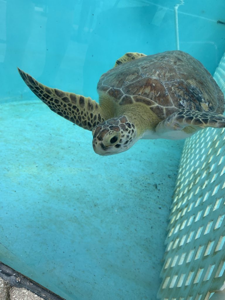 Loggerhead Marinelife Center