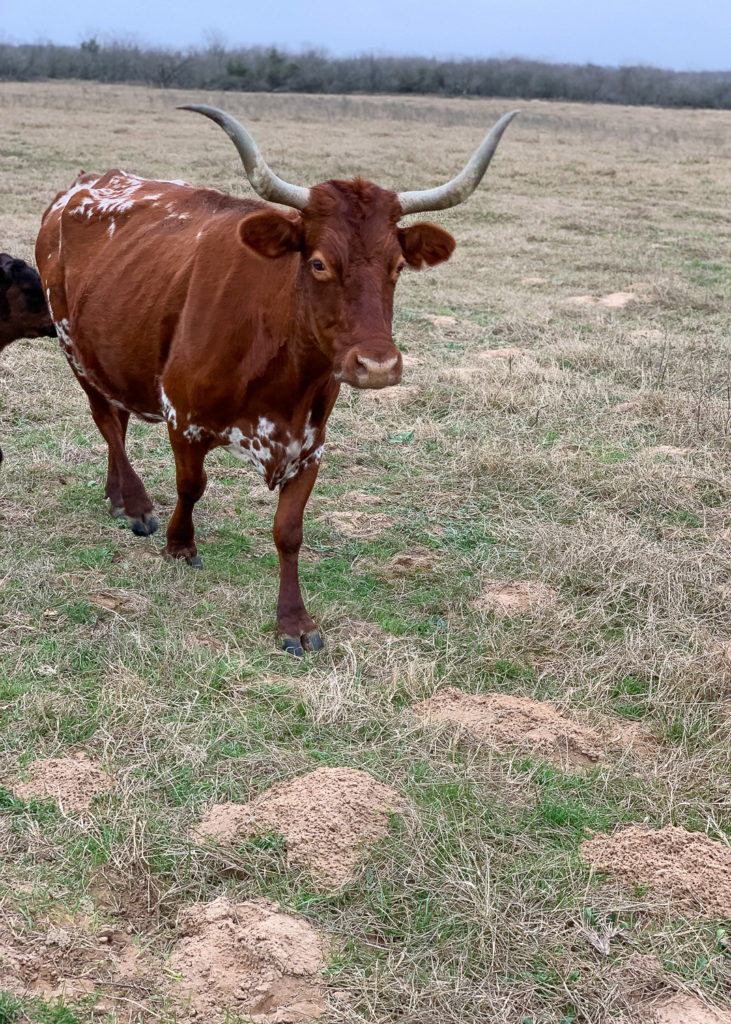 Longhorns