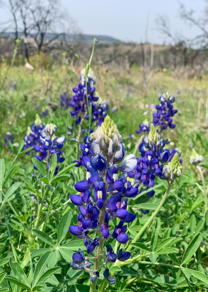 Texas Bluebonnets