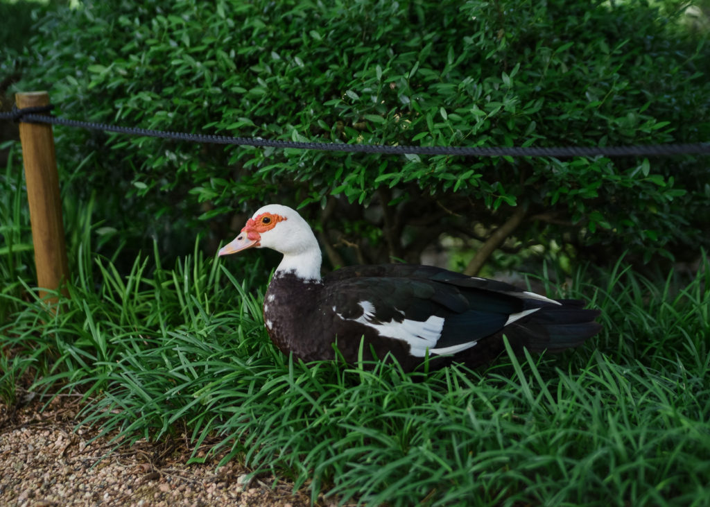 Houston Japenese Garden