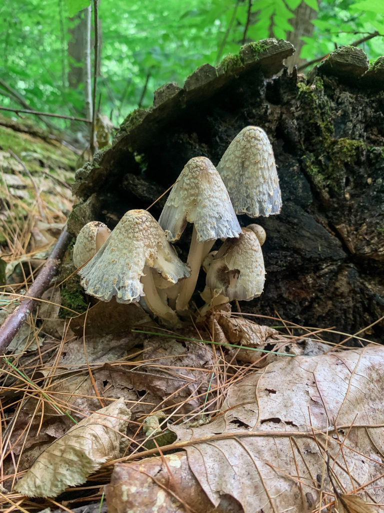 Sugar Hollow Hike #virginia