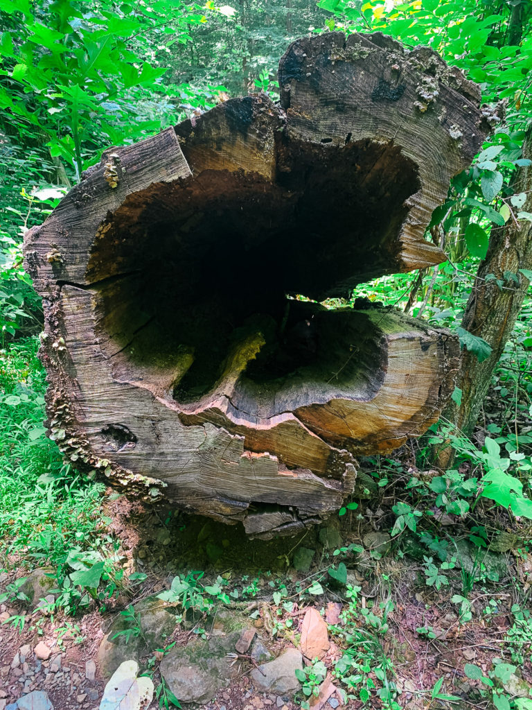 Sugar Hollow Hike #virginia