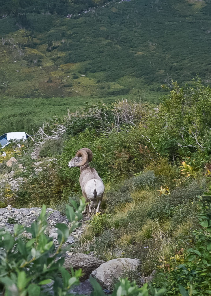 GNP - Highline Trail