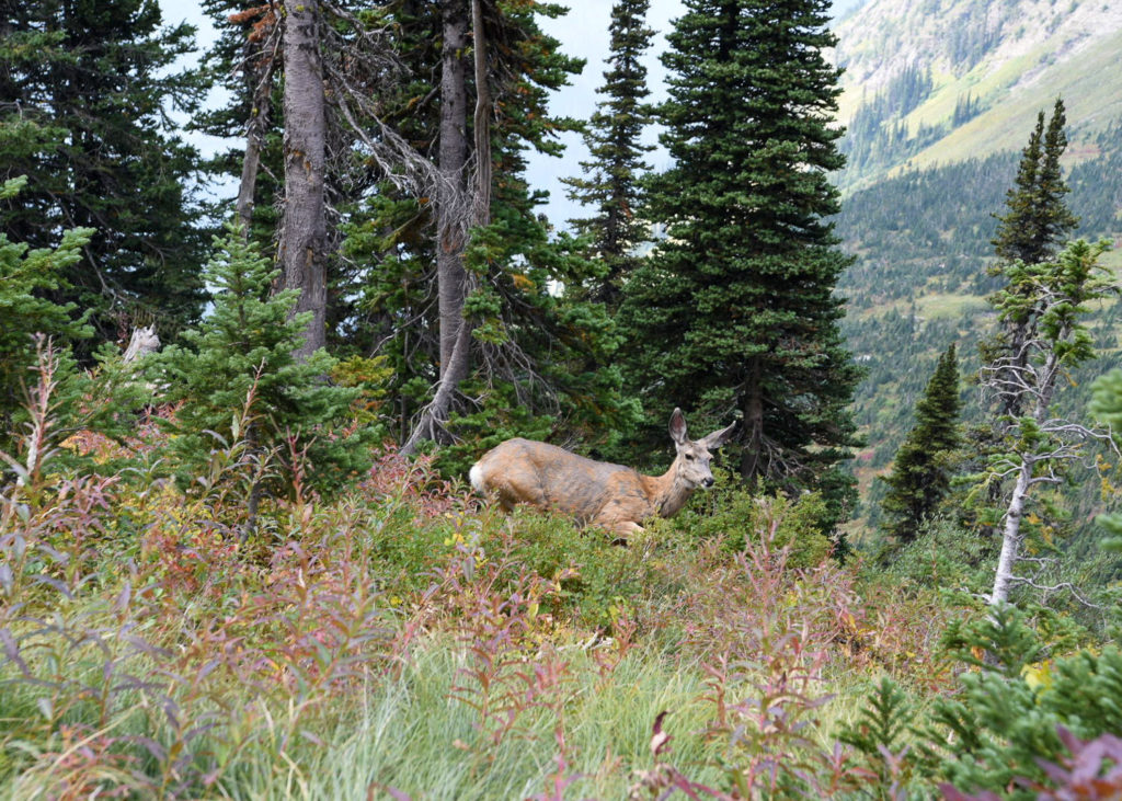 GNP - Highline Trail