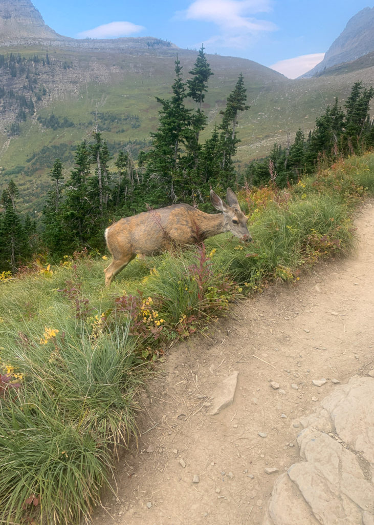 GNP - Highline Trail