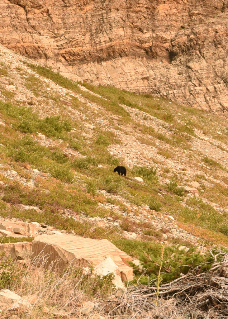 Glacier National Park #travel #montana