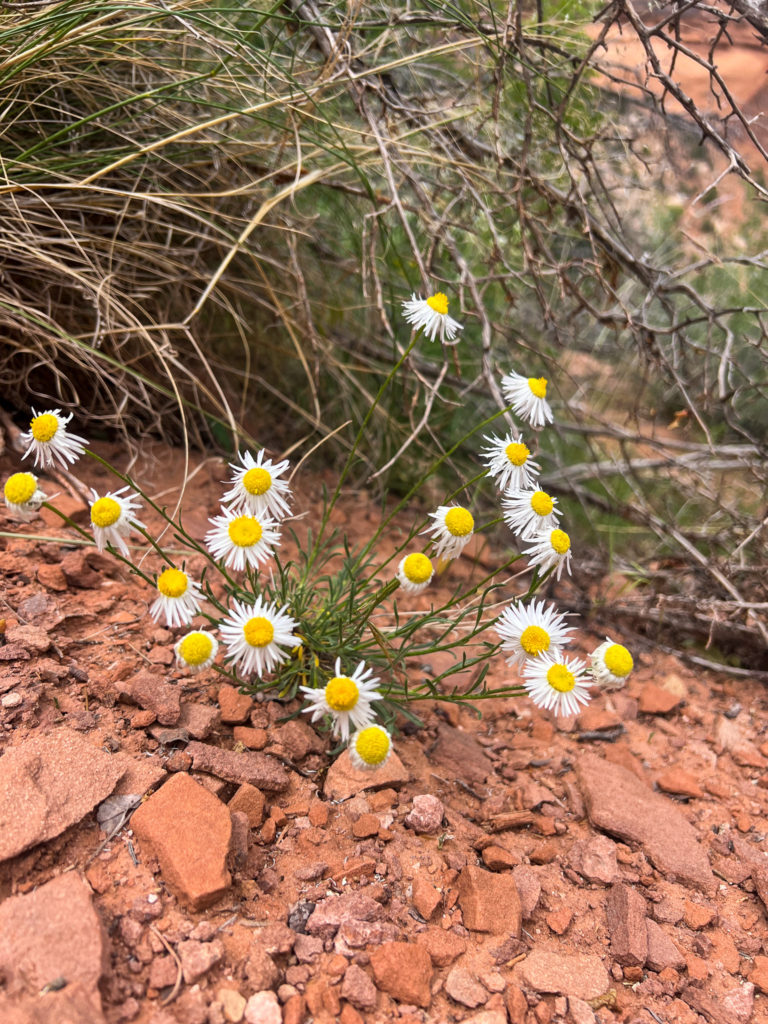 Colorado National Monument #hikecolorado #nature