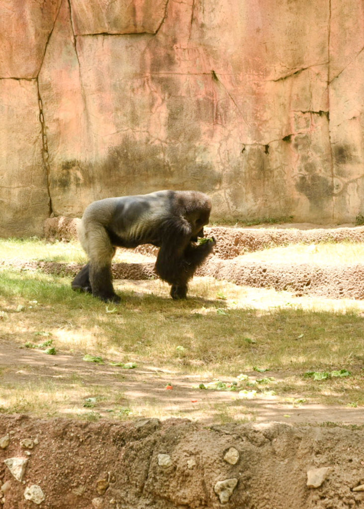 Fort Worth Zoo #fortworth #zoo #texastravel