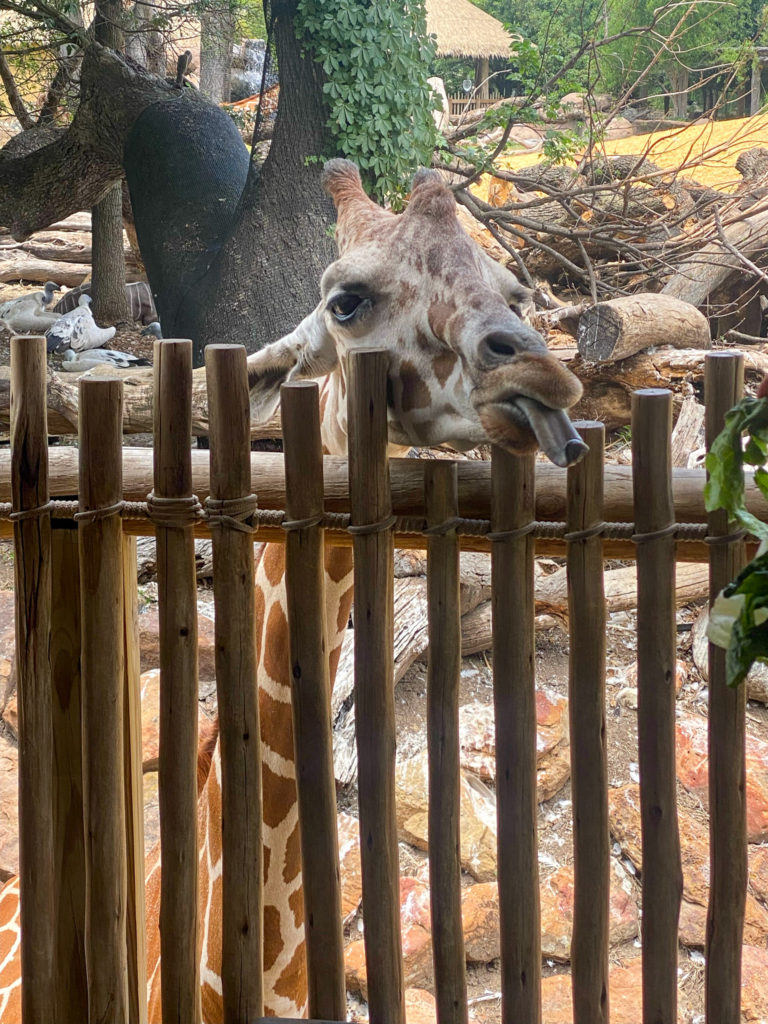 Fort Worth Zoo #fortworth #zoo #texastravel