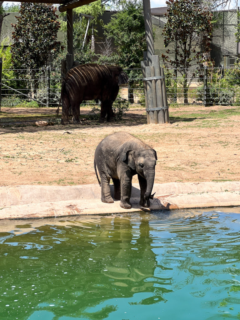 Fort Worth Zoo #fortworth #zoo #texastravel