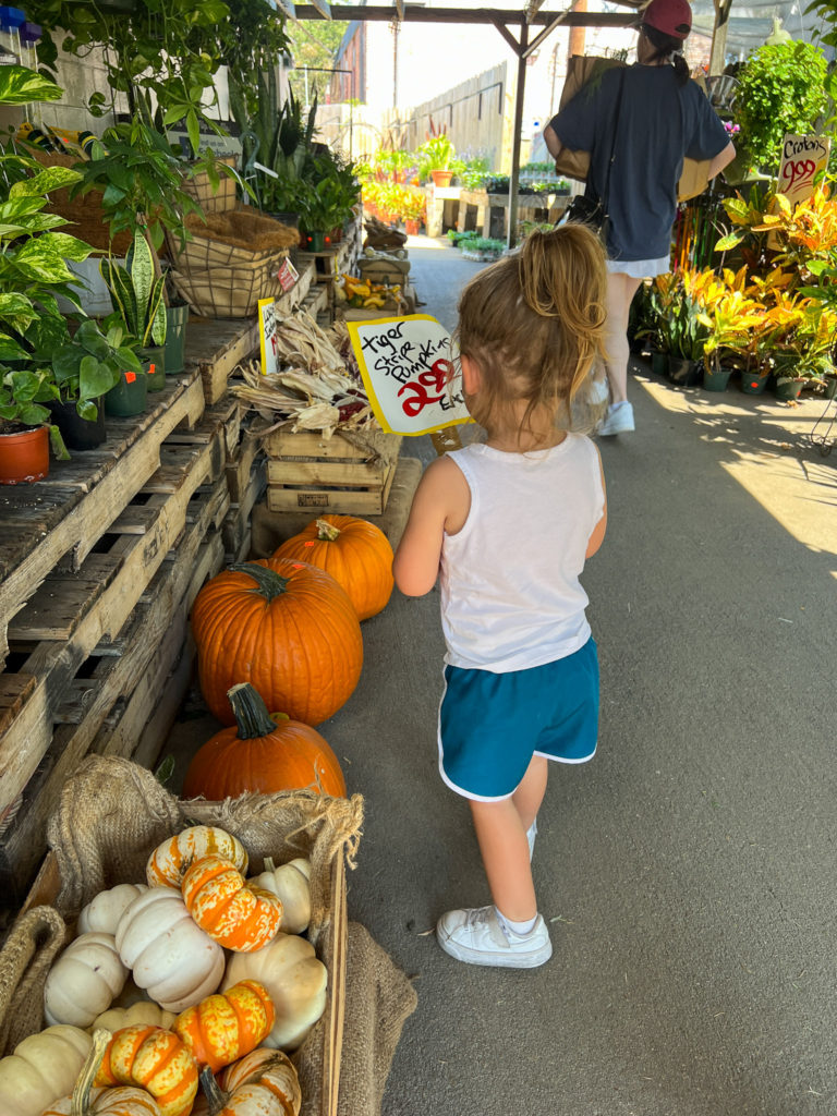 Pumpkin Patch