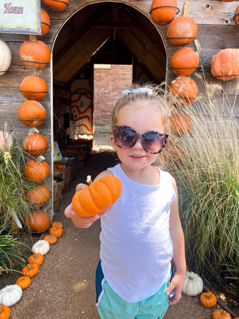 Pumpkin Patch